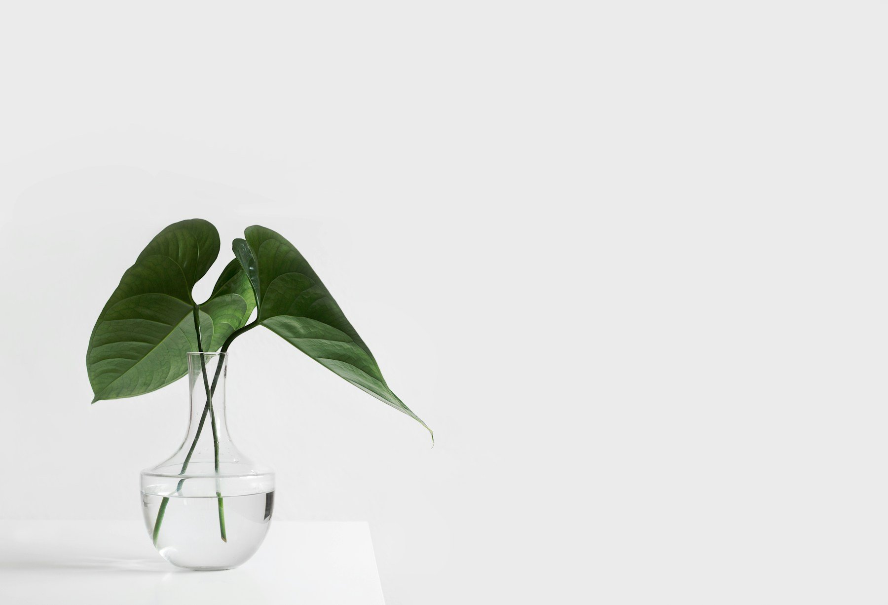 Two heart-shaped green cutting leaves rooting in a clear glass vase of water on a bright white surface
